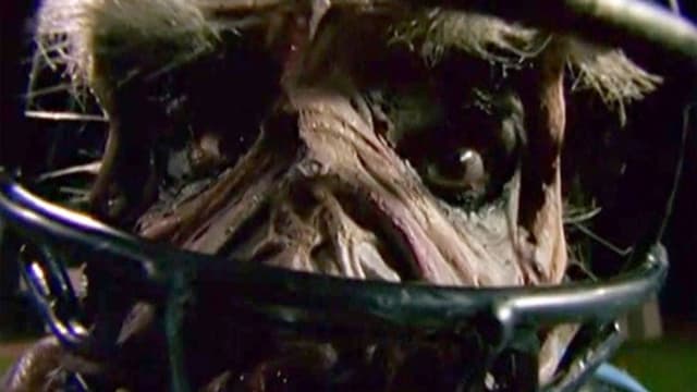 Goosebumps: Chillogy