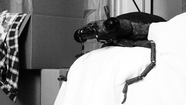 Bug in the Bathtub