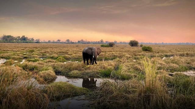 Kaza: The Last Refuge of Elephants