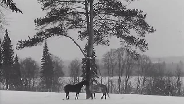 The Horse Walker