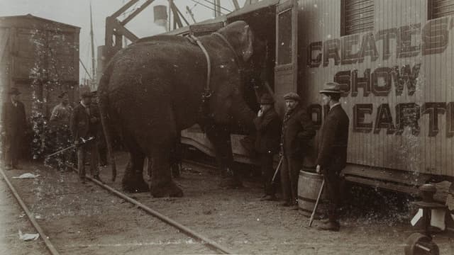 The Tragic Story of Fritz the Elephant