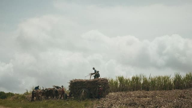 Le sucre, pour la douceur et pour le pire