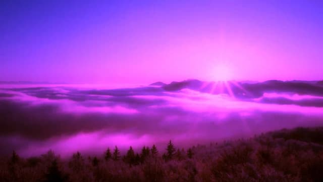 Purple Leone