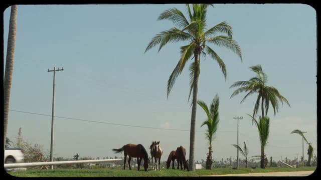 Carrizos