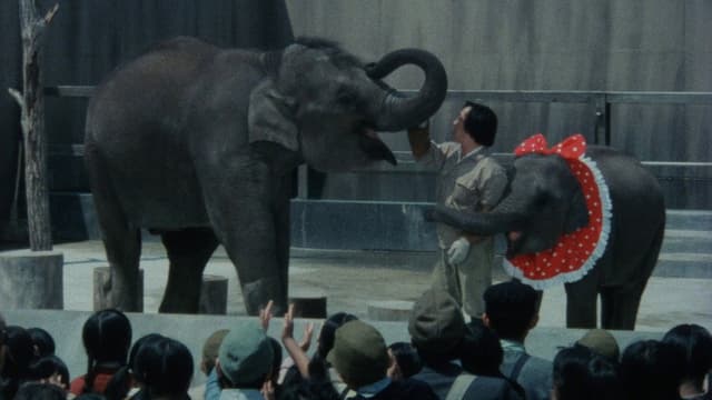 Baby Elephant Story: The angel who descended to earth