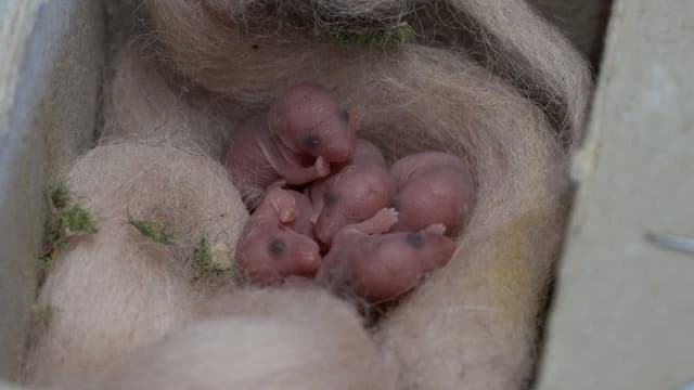 Mice of Rietveld