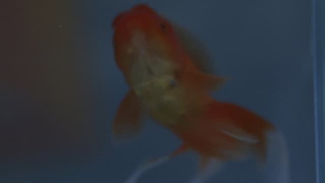 how do goldfish die