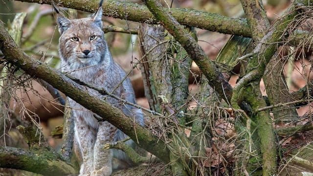 La forêt des félins: Chats sauvages et lynx du Harz