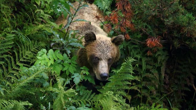 Into the Carpathian Wild