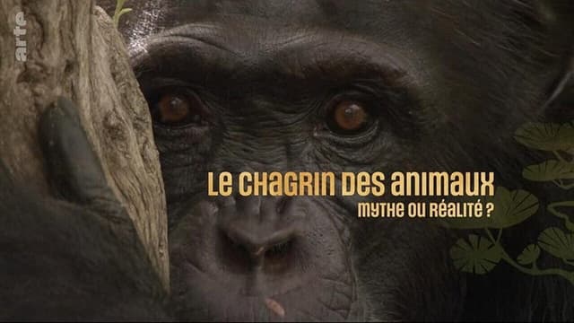 Le chagrin des animaux : mythe ou réalité ?