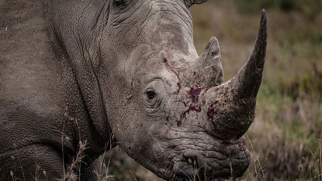 Rhino