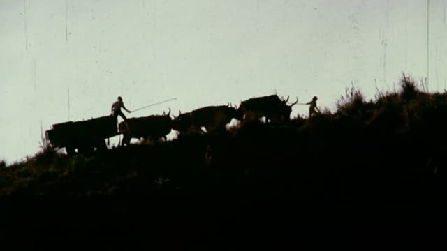 Bullock Cart
