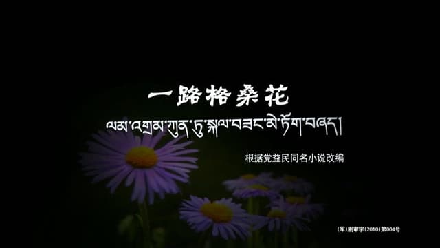 一路格桑花
