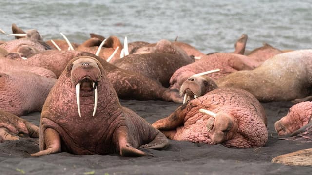 Walrus: Life on Thin Ice