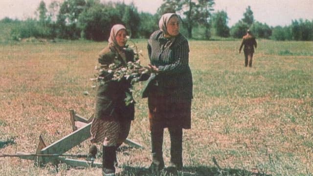 Widows