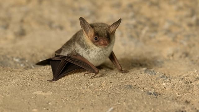 The Secret Life of Bats