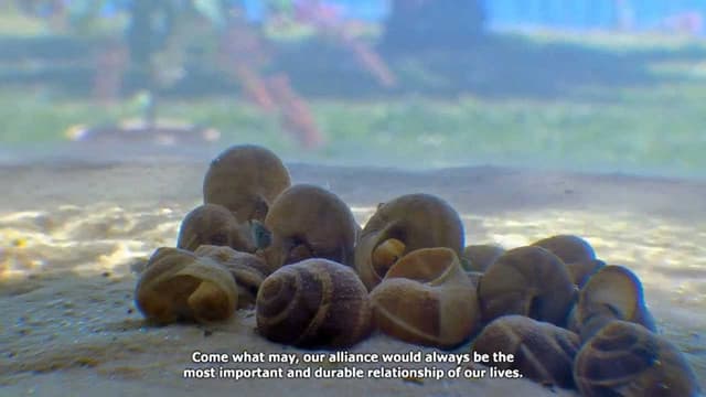 Guerra das conchas