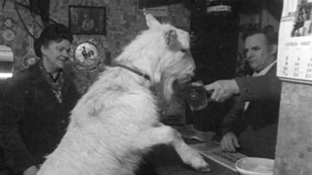 Beer-drinking Billy