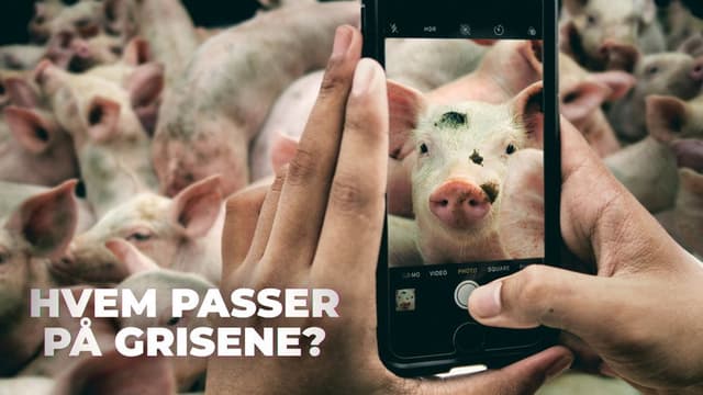 Hvem passer på grisene?
