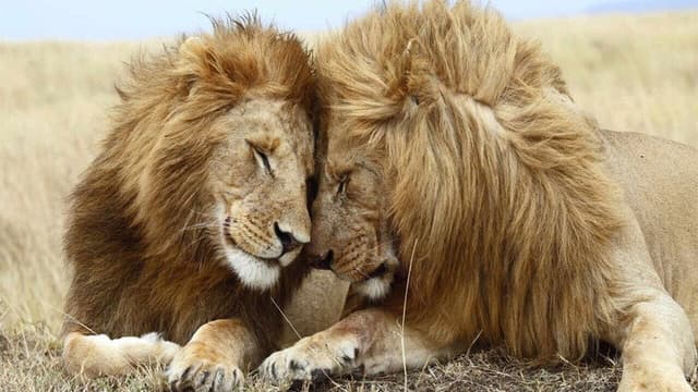 Second Nature: Gender and Sexuality in the Animal World
