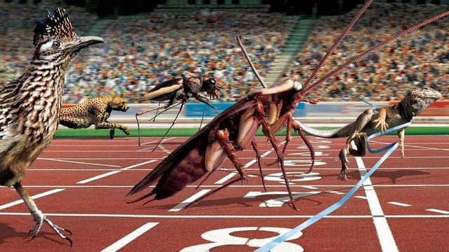 Animal Games