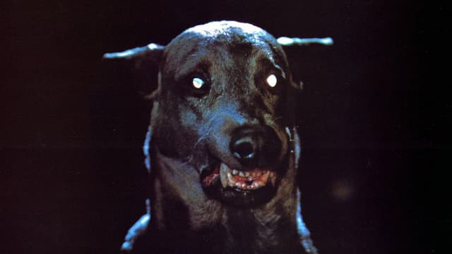 Zoltan… Hound of Dracula