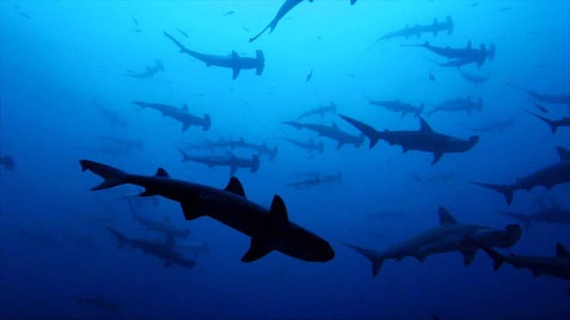 Sharkwater