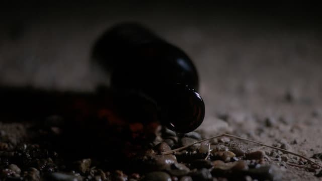 Our Shadow