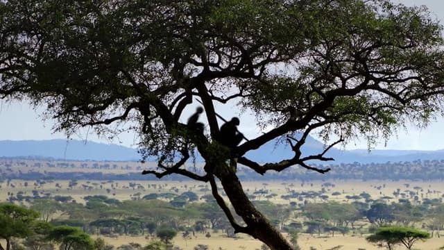Homo sapiens, the New Origins