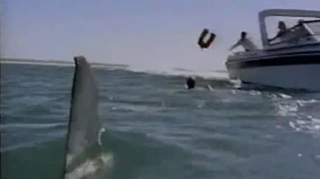 Shark's Paradise