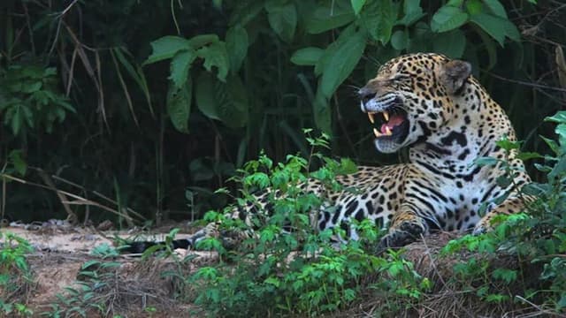 Yaguareté, la última frontera